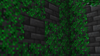 Algae Delight