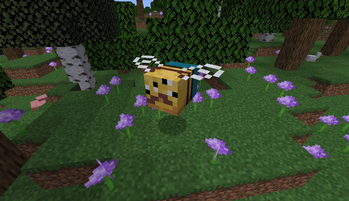 Allium+