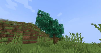 Ancient Moss