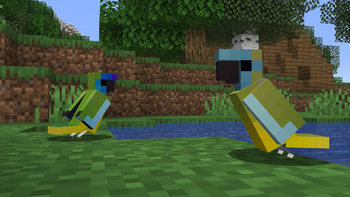 Aussie Parrots
