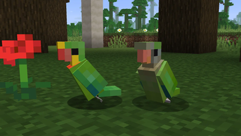 Aussie Parrots