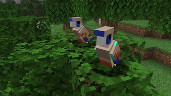 Aussie Parrots