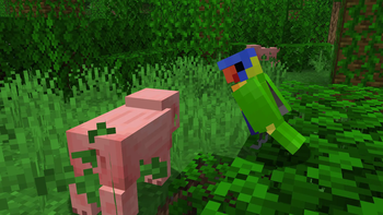 Aussie Parrots