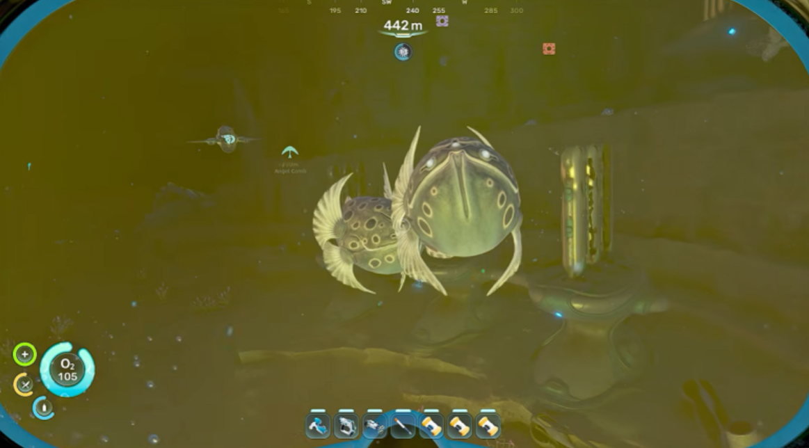 Infected fish parasite