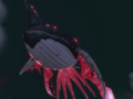 Sea Prisoner in NTE: Complete Guide to Location, Battle Tactics, and Rewards